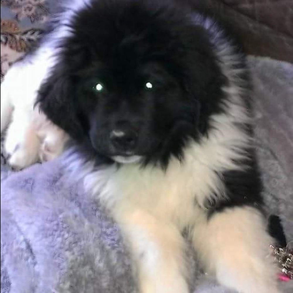 Meet your Posher, Rosie